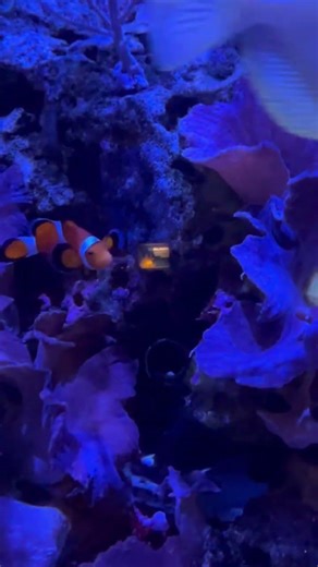 Finding Nemo in real life at EPCOT 🐠💙 One little fish and one big one… just like Marlin & Nemo.