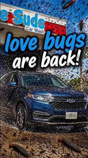 Florida Car Wash vs Love Bug Season… 3 Seconds Later 😭