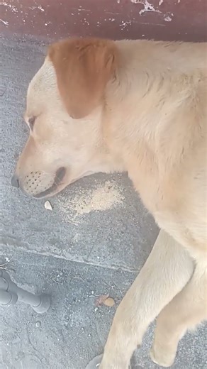 Sleepy Dog 🐶 #comedy #fyp #everyone #amazon #amazonia #foryou #fans #followers #amazing