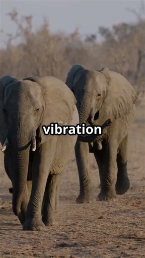 Elephants SECRET Language Is All About LOW Frequency Vibrations?