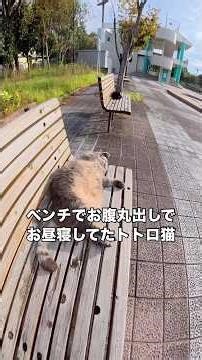 トトロみたいな猫がベンチでお腹丸出しでお昼寝していたところを発見 #野良猫 #地域猫 #トトロ #shorts