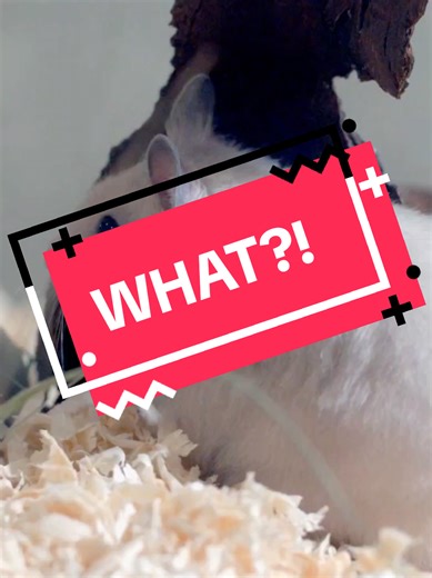 don't believe me?? 😇😅 here is the math: La pressione si calcola con: • (F) = forza (peso totale) • (A) = area Peso totale dei criceti: Un criceto dorato pesa circa 120 g = 0,12 kg. 500.000 criceti ⇒ ( 500.000 \\times 0,12 = 60.000 , kg ) Forza peso: ( F = m \\cdot g \\approx 60.000 \\times 9,8 \\approx 588.000 , N ) Area 1 cm² = 0,0001 m² (10⁻⁴ m²) Pressione: ( P = \\frac{588.000}{0,0001} \\approx 5,88 \\times 10^9 , Pa ) cioè circa: 5,9 GPa (gigapascal) Confronto con il diamante: La formazion