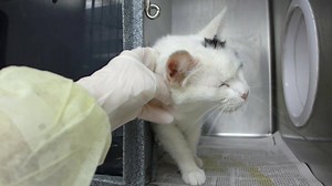 71 reactions · 80 shares | CARSON - ID #A168046 gender & age unknown...