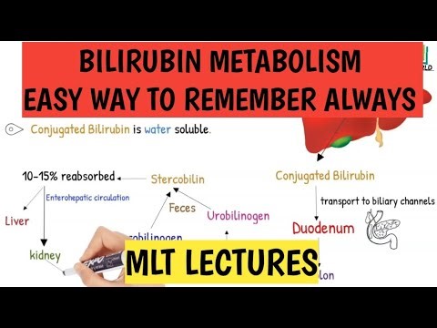 Bilirubin metabolism.How bilirubin produced and excreted out from the body.Mlt lectures.Knowledge