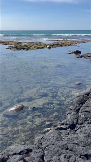 Real Ocean Tide Pools for Sleep & Relaxation 🌊