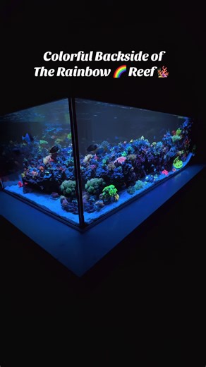 Colorful Backside of the Peninsula Reef 🪸 Tank! #aquarium #saltwateraquarium #sps #corals #lps