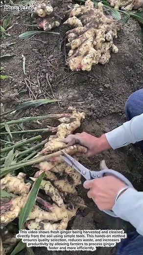 Harvesting Fresh Ginger from the Soil | Efficient Manual Farming Process
