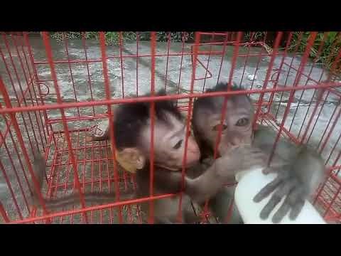 baby monkeys fighting to drink milk