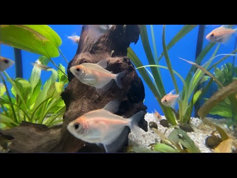 4K Aquarium Video for TV 🐠 Relaxing Fish Tank Screensaver (Seamless Loop) - Sleep & Study