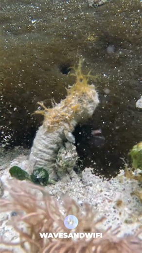 And This Mysterious Underwater Creature is A...?