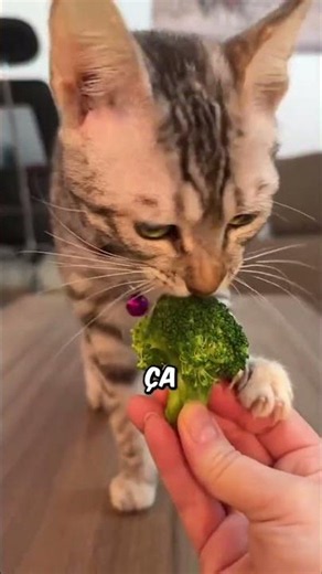 5 aliments qui font vivre ton chat plus longtemps