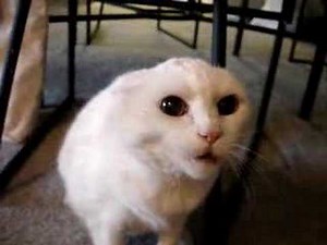 Don't Pet this Kitty!! Pt. 3