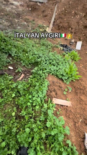 Cane Corso Breed Overview and Characteristics