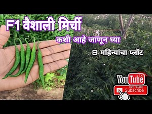 F1 Vaishali Mirchi || वैशाली मर्ची mo.9921564435