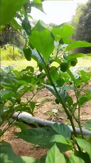 how to grow scotch bonnet peppers from seed so easily