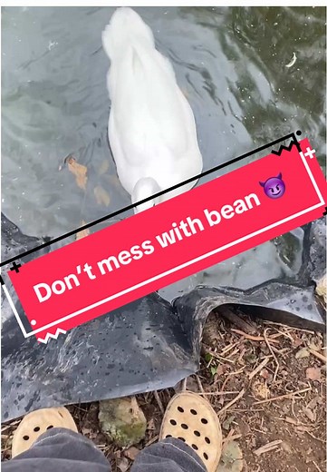 Meet Bean: The Mischievous Duck Everyone Loves