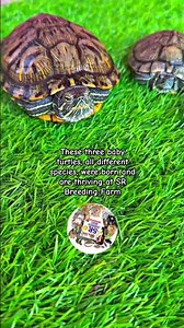 These three baby turtles, all different species! #srbreedingfarm #turtle #reptiles #pets #animals