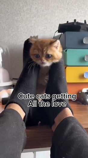 Expressive Sad Eyes Cat: A Heartwrenching Gaze