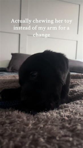 Labrador Puppy Enjoys Chewing Toy Instead of Arm