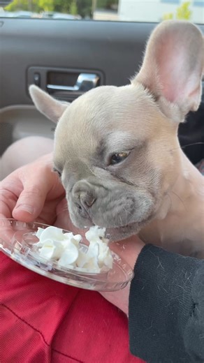 That little puppy tongue tho! 👅 #pupcup #puppacino #pupster #puppylove #cutenessoverload #frenchiepuppy #nomnomnom #frenchbulldogs #frenchiepuppy #frenchiesfrappe #yummyyummy #puppylife #dogsdayout #puppy #dogsoffacebook #frenchiefamily #furfriends #puppycuddles #dogs | Frenchies Frappé