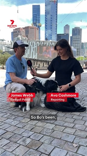141K views · 990 reactions | Federation Square is now on doggie patrol! Bo the Bordie Collie is the first of several dogs that will begin training to protect the food of locals from Seagulls. #fedsquare #melbourne #dogpatrol | 7NEWS Melbourne | Facebook
