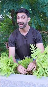 Let's Botanize - Fern Reproduction #shorts #botany #plantscience #letsbotanize