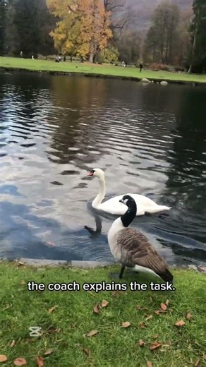 New activity on the water 🦆🪿#duck #goose #swan #birds