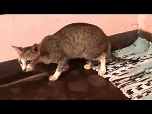 Cat's Labour Pain-Educational