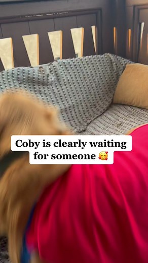 Golden Retriever Transforming into Superman with Eyebrows Reaction