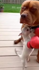 Chihuahua boxing 🥊🥊🥊 #dog #funnydog #dogcomedy #AI #chihuahua #pitbull | Pit and Chi