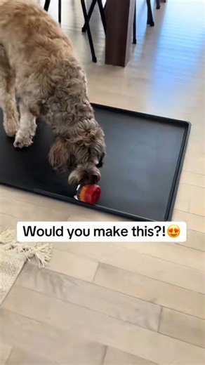 Easy dog enrichment game that stimulates mind and behavior