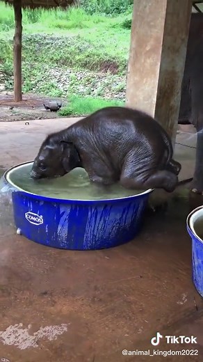 Baby elephant has fun in the water #animals #elephant #animalsoftiktok #fypシ゚viral