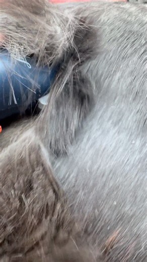 The Lister Eclipse doing what they do best! Making short work of Mammoth Jess’ coat. Such a sweet girl who loved her clip this morning. #teamlister #listerclipping #eclipse #jess #power #mammoth #makeyourmark #mustbelister #lovemyjob #clippingismytherapy | Clipping and Trimming by Beverley