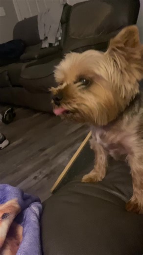 Adorable Yorkie Growling - Funny Dog TikTok Video