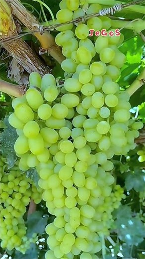 fres fruit 🍍🍎🍓🍇This green grape plant is bearing fruit abundantly.