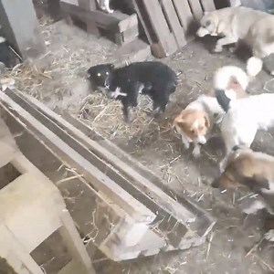 Sadly the snow has come really early this winter. Please can you donate to urgent temporary measures we can put in place? Thank you as always | Romanian Rescue Appeal