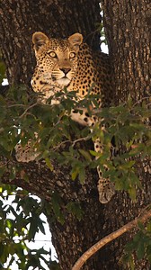 For Pemba, a three-year-old leopard still living with mum, life is challenging. When his mom gets injured, he's forced to grow up fast. Can Pemba sever those apron strings and face his fears to launch into adulthood? 📺 Diary of a Teen Leopard (streaming this weekend on Earth Touch TV for #BigCatWeek) | Earth Touch TV
