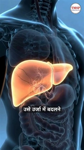 Liver Functions Explained in 40 Seconds | Human Body | @TheMathSciencepoint #shorts #facts