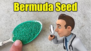 Best Bermuda Grass Seed