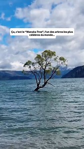 2.9K views · 55 reactions | Cet arbre a une histoire folle  Au...