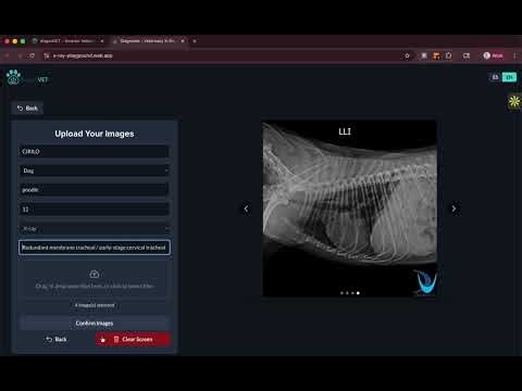 How to Use the X-ray Playground