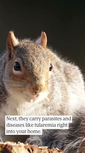 Squirrel Infestations: 3 Reasons Why DIY Removal Is a Mistake (And A W... #Shorts