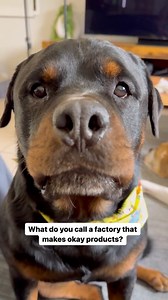 Cheesy dad jokes with Beau 🧀🐻 Rottweiler Beau Voice Over: Our Daddy @officialbaddaddy ♥️♥️♥️ #rottweiler #rottweilerworld #funnydogvideos #rottweilerlife #rizz #dadjokes | Rottweiler Beau