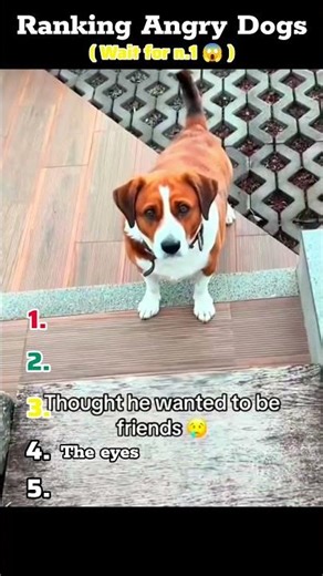 🐶😡 Ranking Angry Dogs