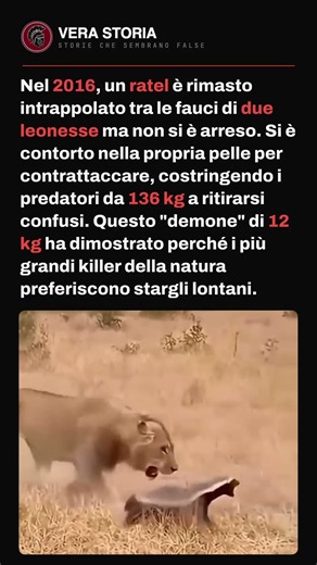 L'animale più impavido della Terra #ratel #natura #animali #curiosità