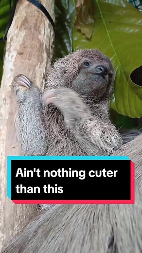 Adorable Baby Sloth Enjoying the Weekend
