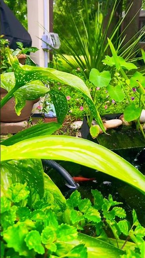 After The Summer Rainstorm || Goldfish Pond Oasis #fishpond #oasis #garden #goldfish #summer