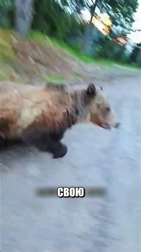 Медведица окружила женщину с СОБАКОЙ😱🔥🐻