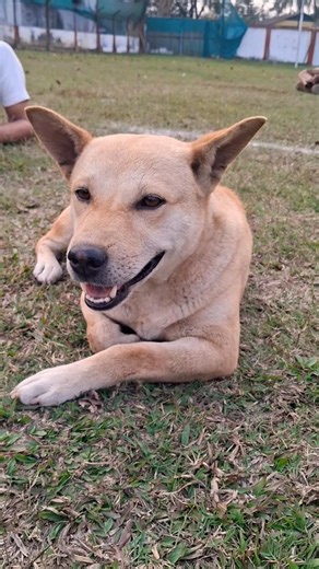 Aggressive Labrador Retriever