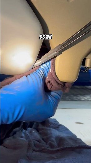 Quick Ducati V4 oil change